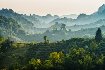 Rolling hills covered with vineyards stretch into the distance, surrounded by misty morning light and lush greenery.