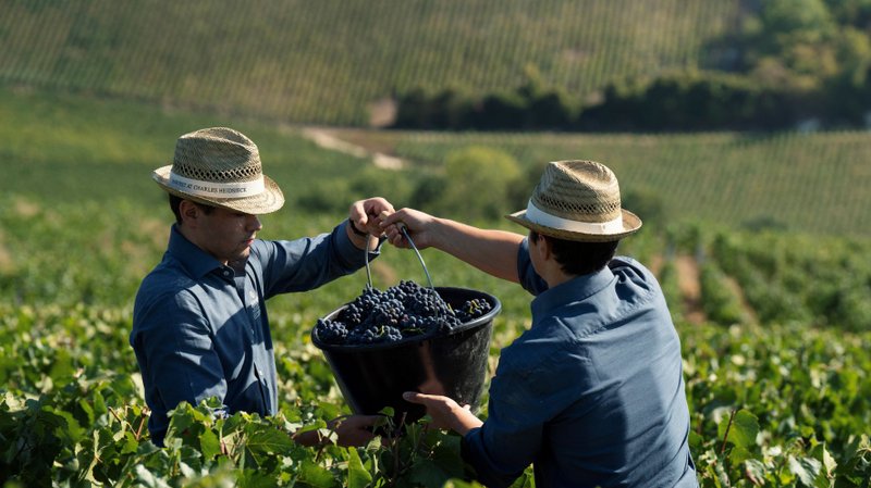 Zwei Männer in einem Weinberg übergeben sich einen Eimer voller Trauben, während die sanften Hügel im Hintergrund sichtbar sind.