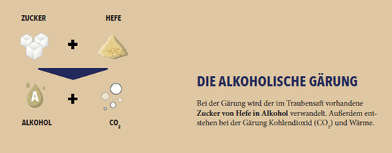 Die Darstellung zeigt die chemische Reaktion bei der alkoholischen Gärung mit Zucker, Hefe, Alkohol und CO2.