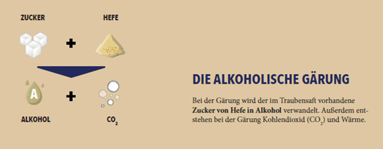 Die Darstellung zeigt die chemische Reaktion bei der alkoholischen Gärung mit Zucker, Hefe, Alkohol und CO2.